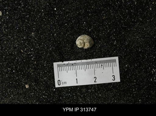 Euspira obliquata