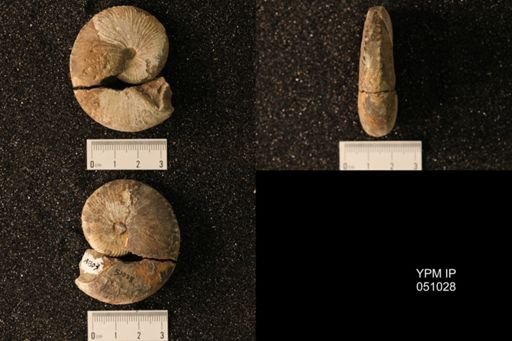 Hoploscaphites nicolletii