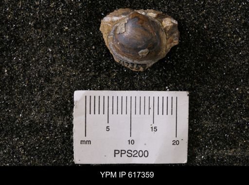 Protocardia subquadrata