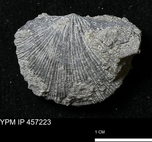 Stropheodonta erratica fissicosta