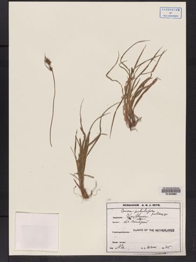 Carex