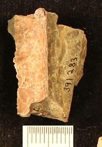 Baculites