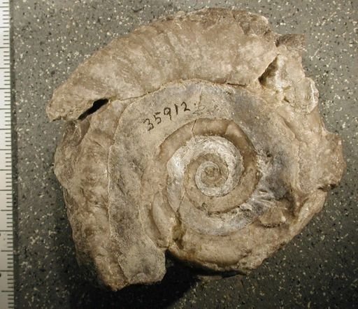 Lytospira distans