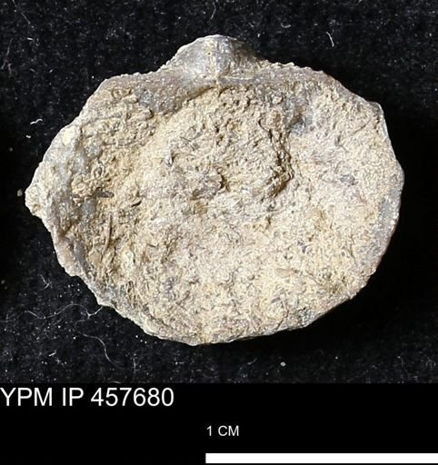 Helaspis sp.