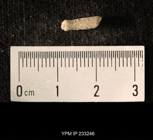 Archaeocidaris sp.