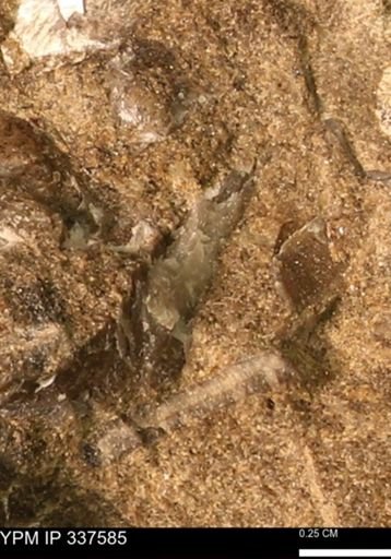 undet. Mollusca