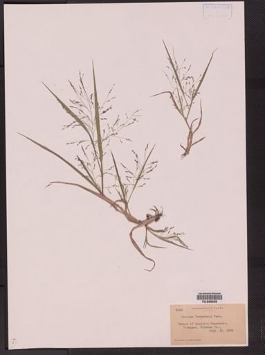 Panicum tuckermani