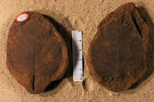 Betulites westii latifolia