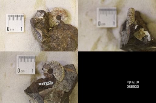undet. Scaphitidae