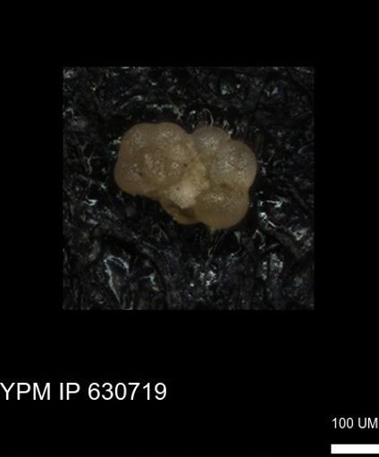 undet. Foraminiferida