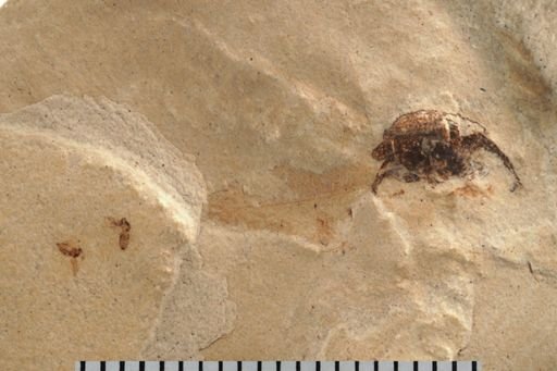 undet. Diptera