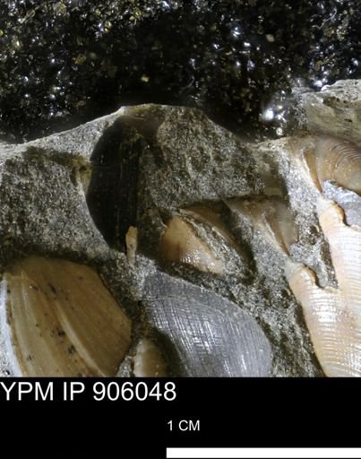undet. Bivalvia
