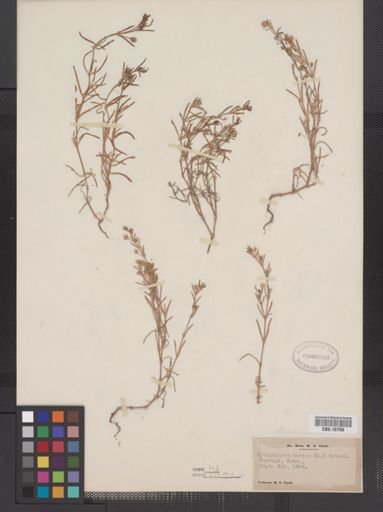 Spergularia marina