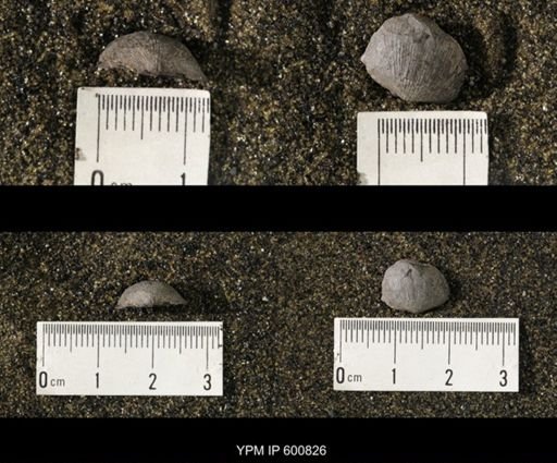 Chonetes scitulus