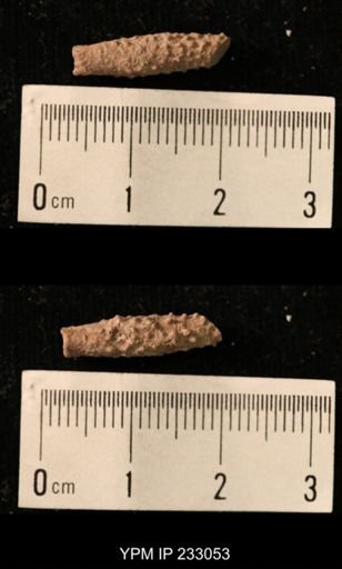 Archaeocidaris sp.