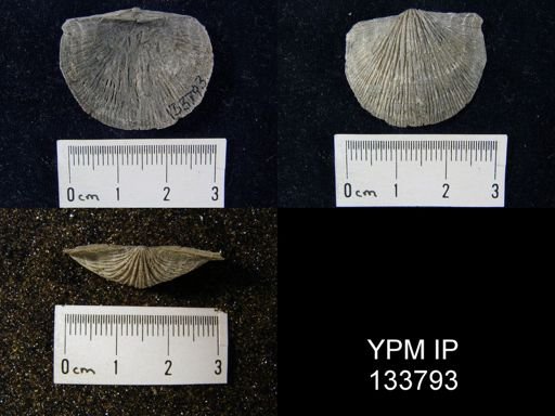 Stropheodonta demissa