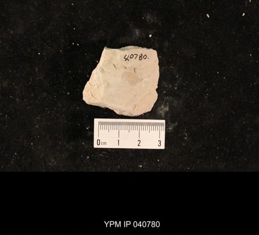 Ephemeroptera