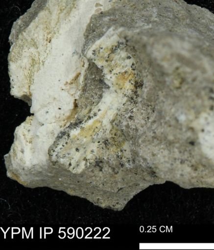undet. Bivalvia