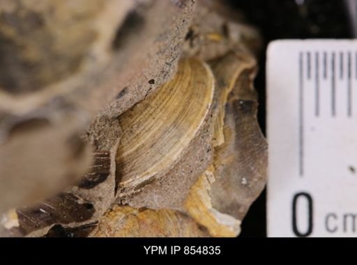 Limopsis striatopunctatus