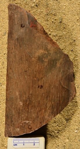 Lepidodendron sp.