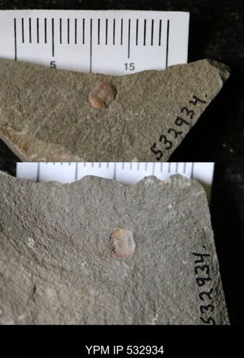 undet. Trilobita