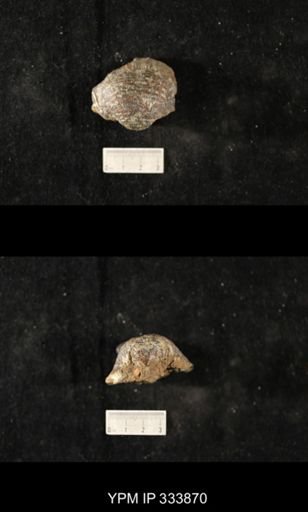 Echinoconchus