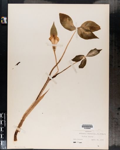 Arisaema triphyllum
