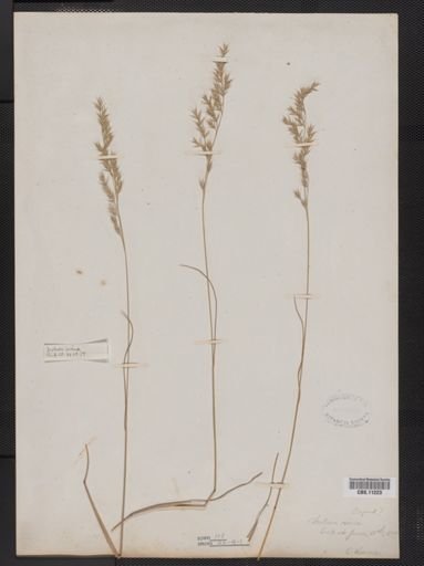 Festuca ovina