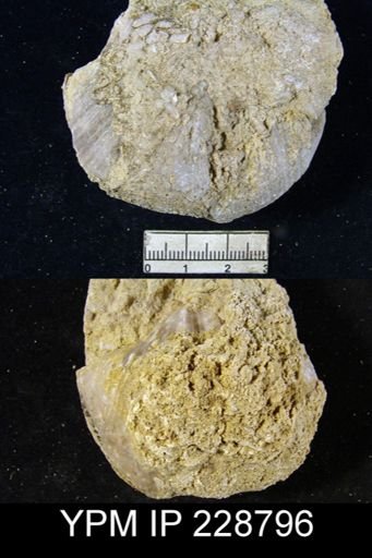 Neospirifer sp.