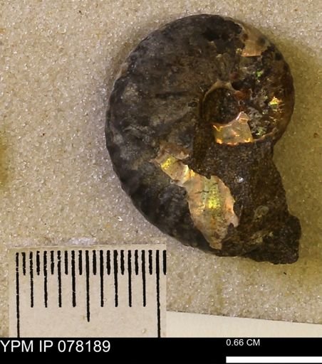 Hoploscaphites nicolletii