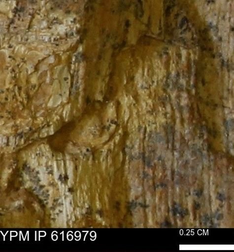 Teredo sp.