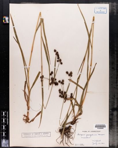 Scirpus georgianus