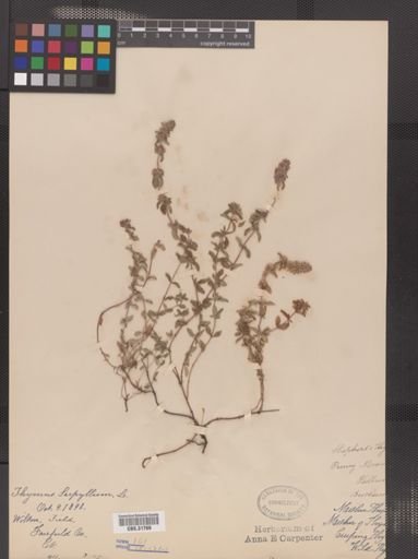 Thymus serpyllum