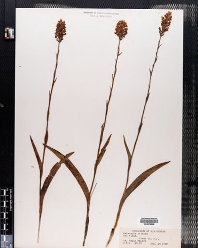 Habenaria
