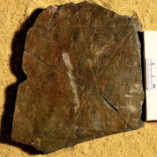 Sigillaria obliqua