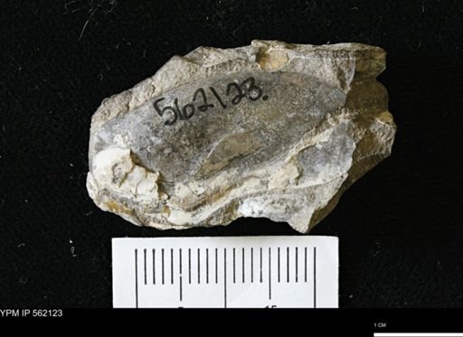 Phelopteria linguaeformis