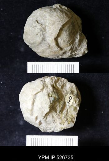 Holocystites subglobosus