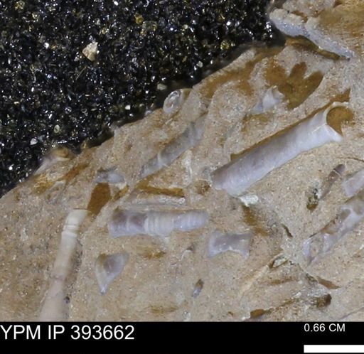 undet. Serpulidae