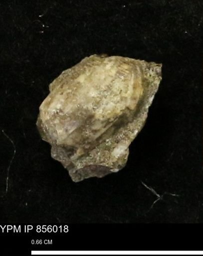 undet. Gastropoda