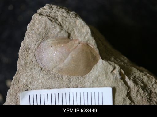 Bivalvia?
