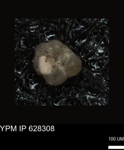 undet. Foraminiferida