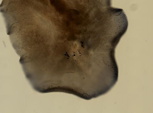 Coronadena mutabilis