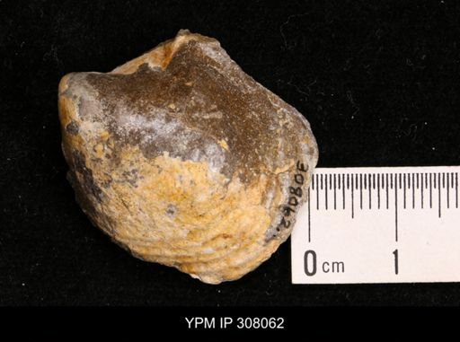 Inoceramus sp.