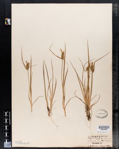 Carex flava