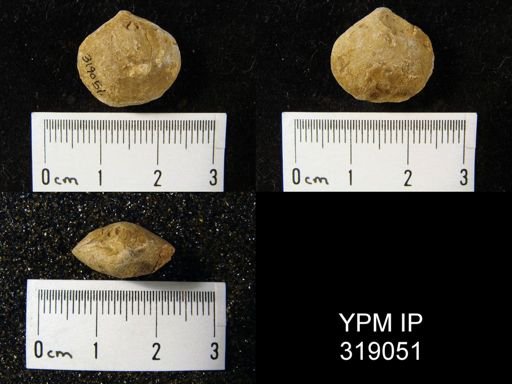 Athyris sp.