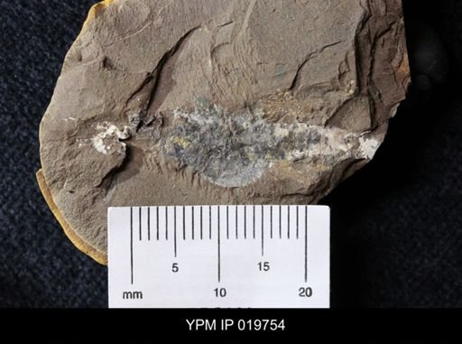 Palaeocaris typus