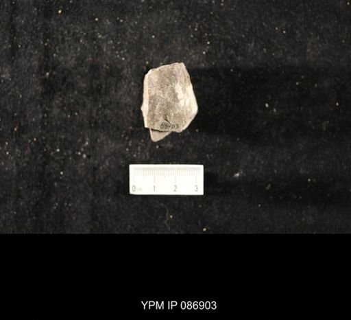 undet. Nautiloidea