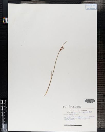 Juncus