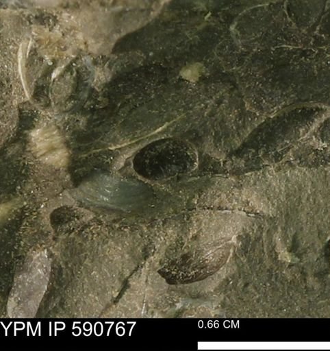 undet. Bivalvia
