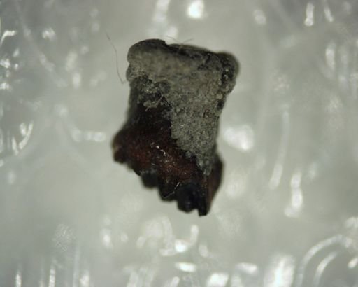 Cimolodon nitidus